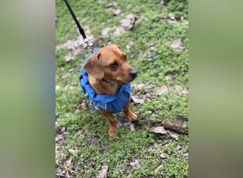 Samu, freundlicher Dackelmix Rüde geb. 2024