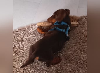 Silvester, fröhlicher Einohrdackel Welpe geb. 2025