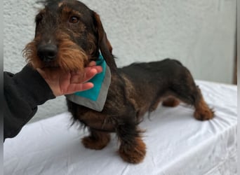 Bony, hübscher Rauhaardackel geb. 2021