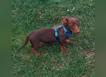 Silvester, fröhlicher Einohrdackel Welpe geb. 2025