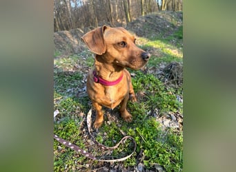 Samu, freundlicher Dackel Rüde geb. 2024