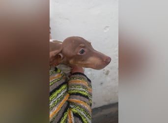 Armani, süßer Kurzhaardackelwelpe geb. 2025