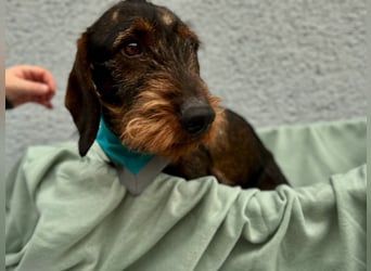 Bony, hübscher Rauhaardackel geb. 2021