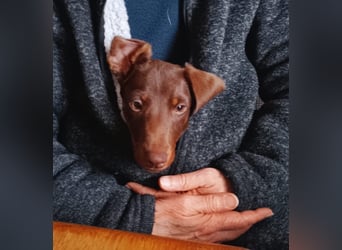 Silvester, fröhlicher Einohrdackel Welpe geb. 2025