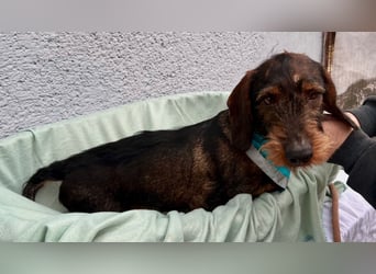 Bony, hübscher Rauhaardackel geb. 2021