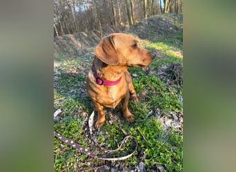 Samu, freundlicher Dackel Rüde geb. 2024