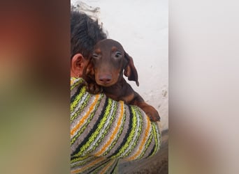 Abraxxas, süßer Kurzhaardackelwelpe geb. 2025