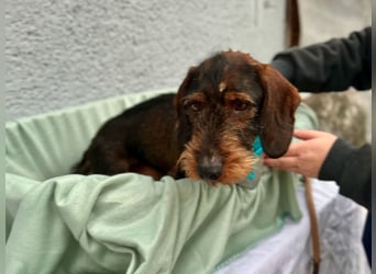 Bony, hübscher Rauhaardackel geb. 2021