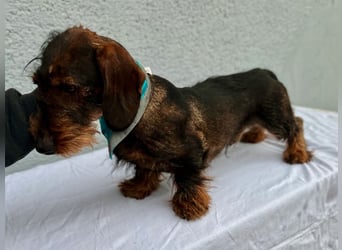 Bony, hübscher Rauhaardackel geb. 2021
