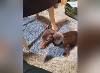 Silvester, fröhlicher Einohrdackel Welpe geb. 2025