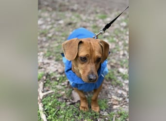 Samu, freundlicher Dackelmix Rüde geb. 2024