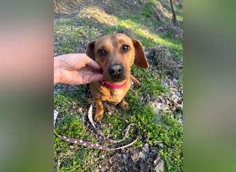 Samu, freundlicher Dackel Rüde geb. 2024