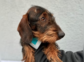 Bony, hübscher Rauhaardackel geb. 2021