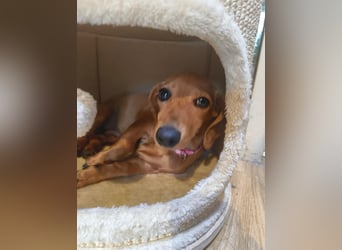 Julia – kleine Zwergdackel-Prinzessin sucht ihr Glück