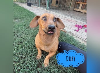 Doby ein kleiner Engel