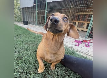 Doby ein kleiner Engel