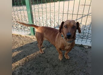 Doby ein kleiner Engel