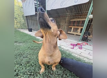 Doby ein kleiner Engel
