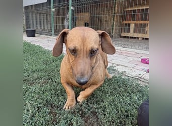 Doby ein kleiner Engel