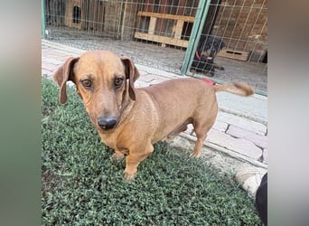 Doby ein kleiner Engel