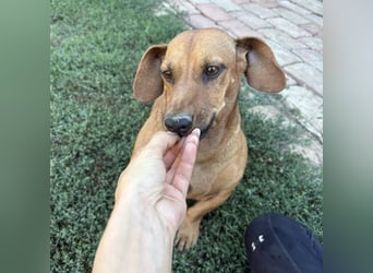 Doby ein kleiner Engel