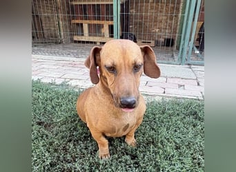 Doby ein kleiner Engel