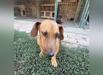 Doby ein kleiner Engel