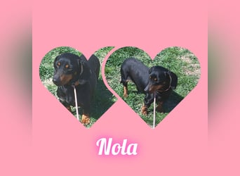 Dackelmädel Nola möchte Rumänien schnell verlassen