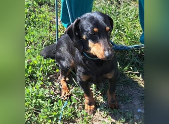 Dackelmädel Nola möchte Rumänien schnell verlassen