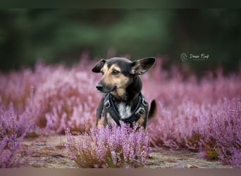 Heidi auf Pflegestelle in 38448 Wolfsburg