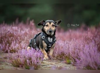 Heidi auf Pflegestelle in 38448 Wolfsburg