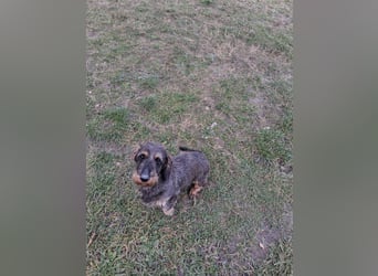 Dackel Welpen Rauhaarteckel