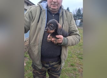 Dackel Welpen Rauhaarteckel