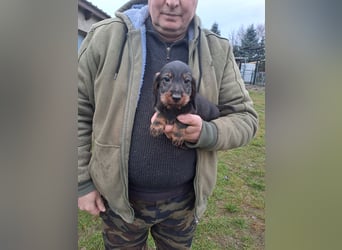 Dackel Welpen Rauhaarteckel