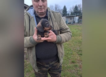 Dackel Welpen Rauhaarteckel