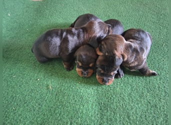 Dackel Welpen Rauhaarteckel