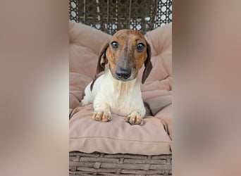 Zwergdackel Kelly sucht ihre Familie!