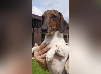 Zwergdackel Kelly sucht ihre Familie!