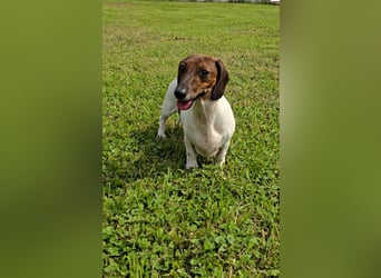 Zwergdackel Kelly sucht ihre Familie!
