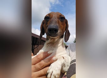 Zwergdackel Kelly sucht ihre Familie!