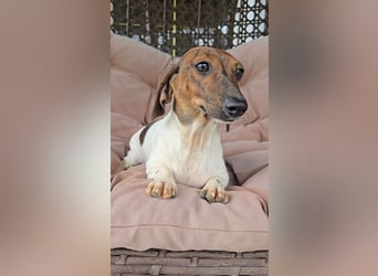 Zwergdackel Kelly sucht ihre Familie!