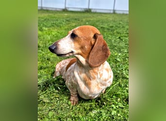 Zwergdackel SAYANA sucht neue Familie!