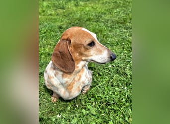 Zwergdackel SAYANA sucht neue Familie!