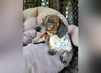 Zwergdackel NIKKI sucht neue Familie!