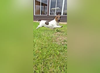 Zwergdackel Kelly sucht ihre Familie!