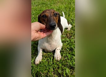 Zwergdackel Kelly sucht ihre Familie!