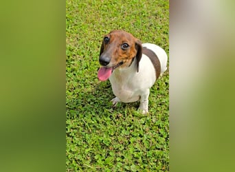 Zwergdackel Kelly sucht ihre Familie!