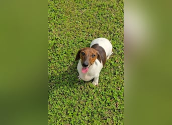 Zwergdackel Kelly sucht ihre Familie!