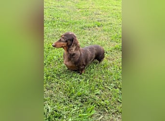 Zwergdackel LINDA sucht ein liebevolles Zuhause!