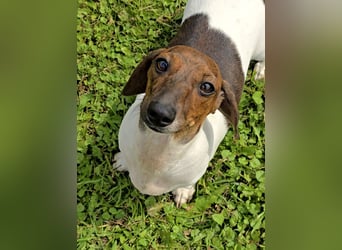 Zwergdackel Kelly sucht ihre Familie!